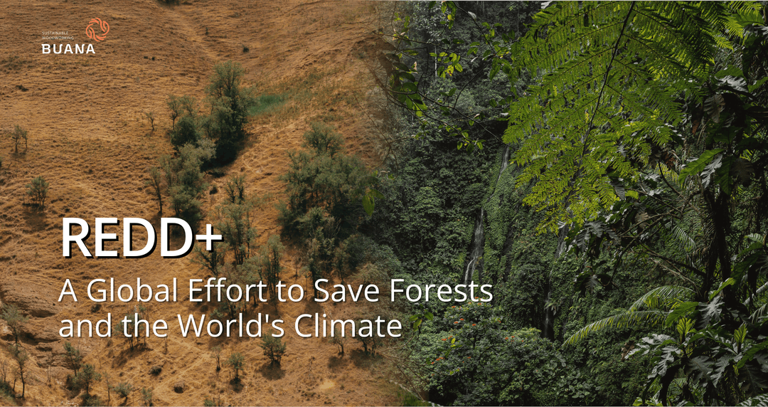 Indonesia’s REDD+ Strategy: Leading Forest Conservation and Climate Action