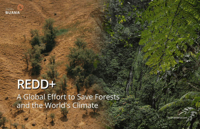 Indonesia’s REDD+ Strategy: Leading Forest Conservation and Climate Action
